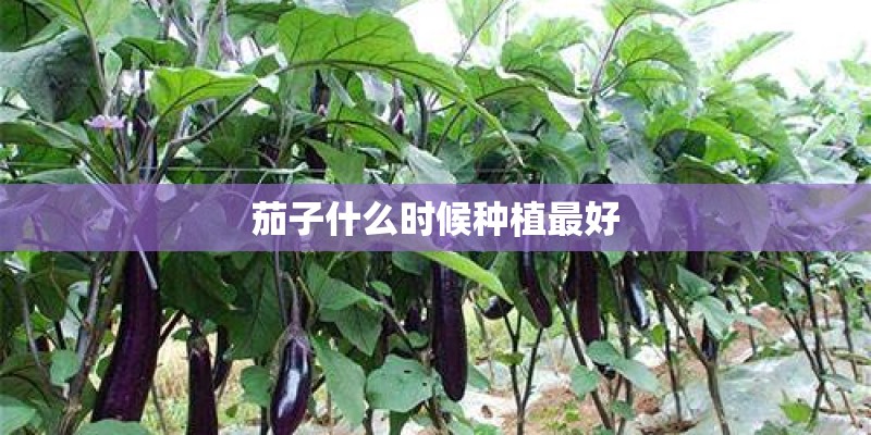 茄子什么时候种植最好 茄子什么时候种植最好