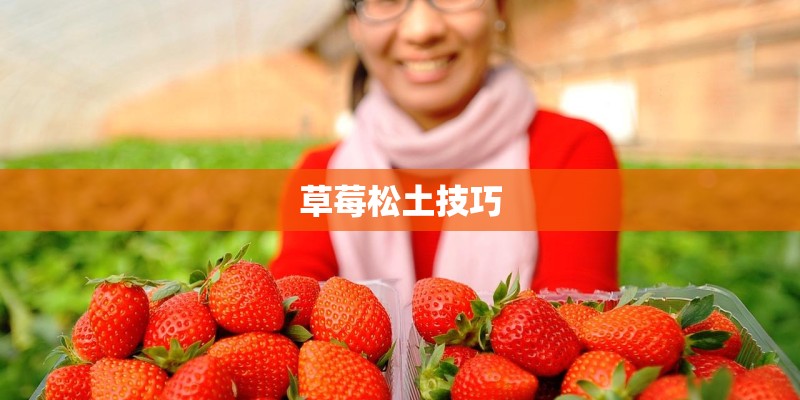 草莓松土技巧 草莓松土技巧