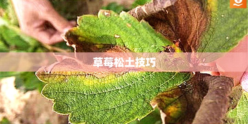 草莓松土技巧 草莓松土技巧