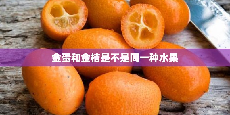金蛋和金桔是不是同一种水果