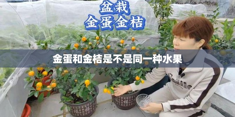 金蛋和金桔是不是同一种水果