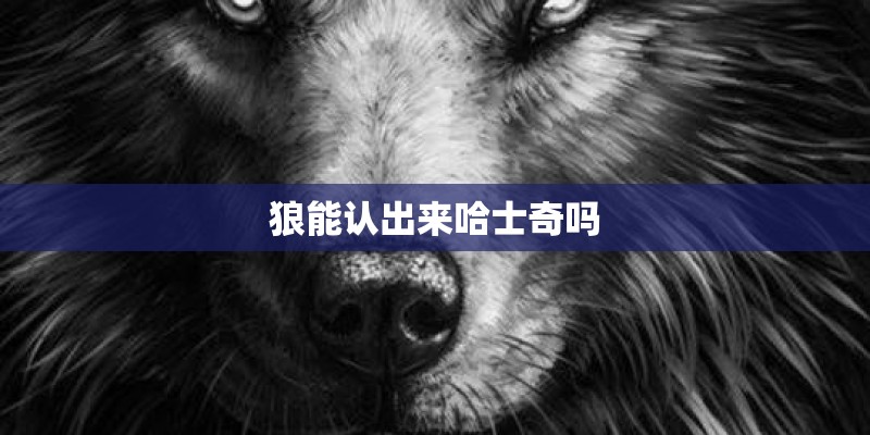 狼能认出来哈士奇吗