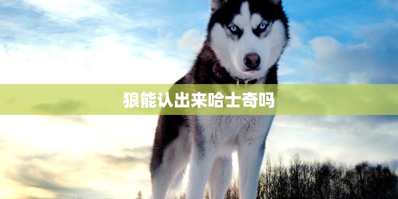 狼能认出来哈士奇吗 狼能认出来哈士奇吗