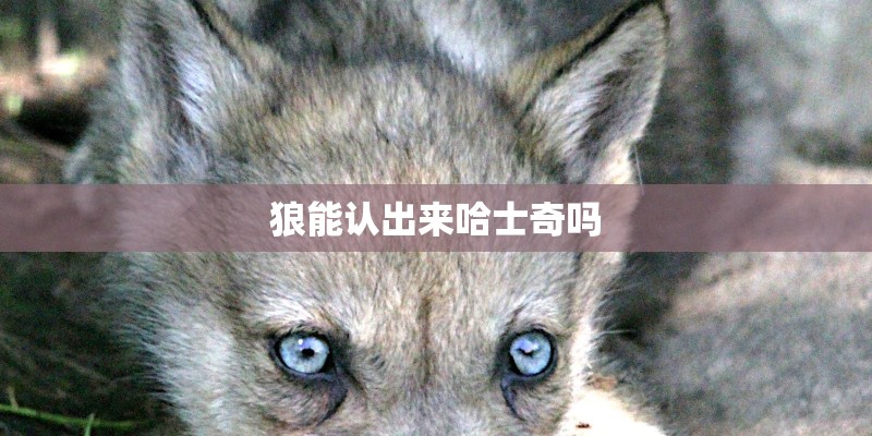 狼能认出来哈士奇吗 狼能认出来哈士奇吗