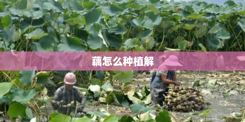 藕怎么种植解