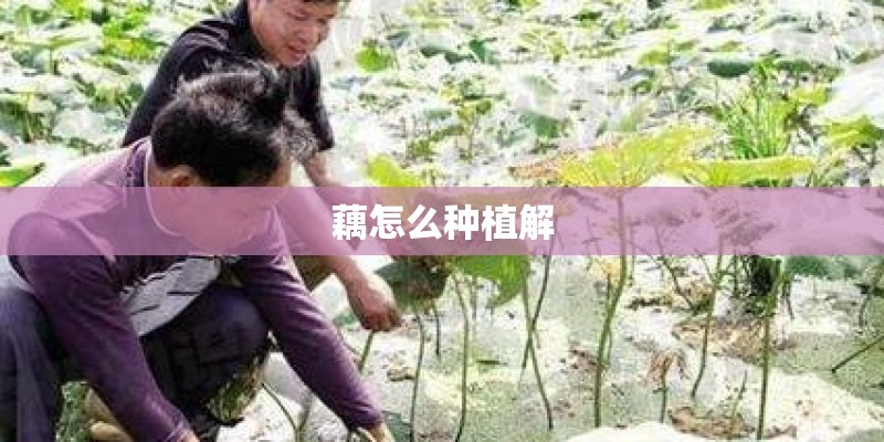 藕怎么种植解 藕怎么种植解
