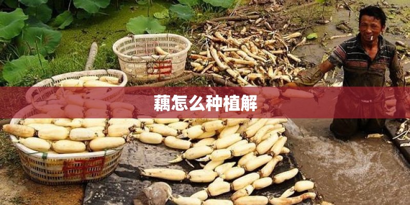 藕怎么种植解 藕怎么种植解