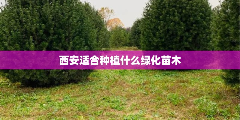 西安适合种植什么绿化苗木