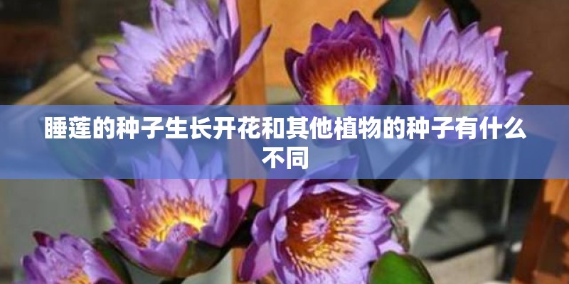 睡莲的种子生长开花和其他植物的种子有什么不同