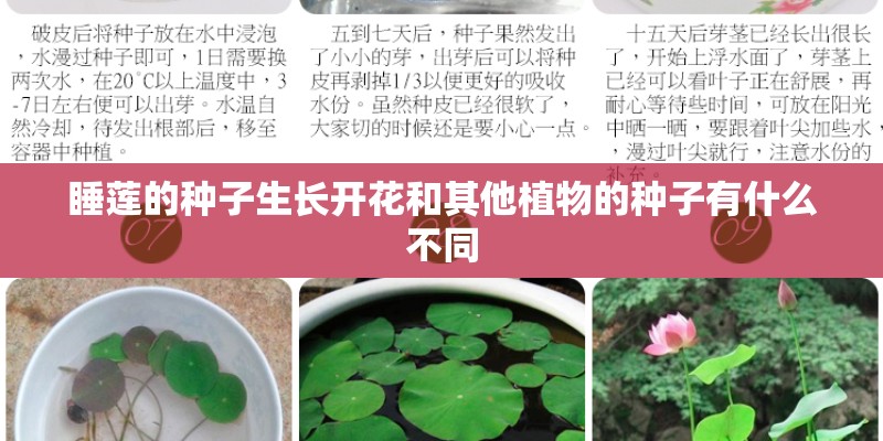 睡莲的种子生长开花和其他植物的种子有什么不同 睡莲的种子生长开花和其他植物的种子有什么不同