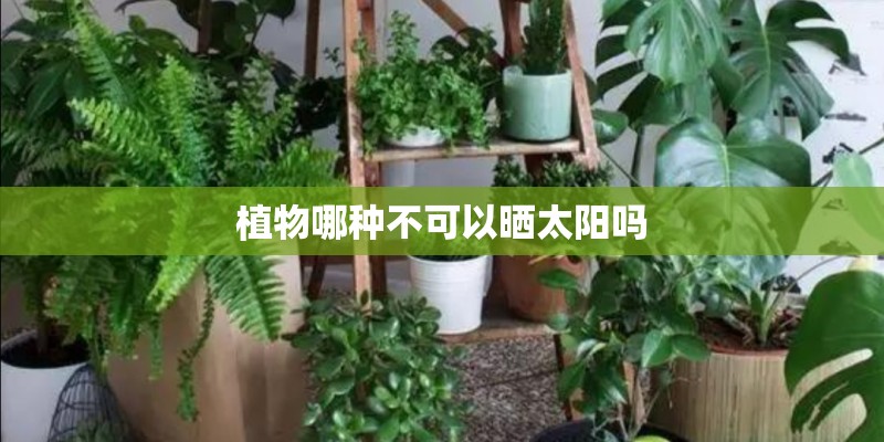 植物哪种不可以晒太阳吗