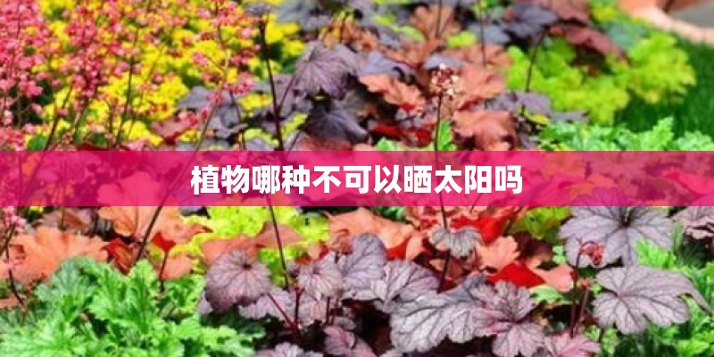 植物哪种不可以晒太阳吗