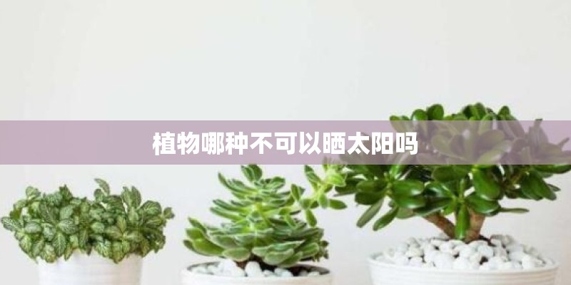 植物哪种不可以晒太阳吗