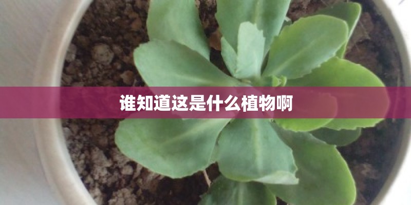 谁知道这是什么植物啊