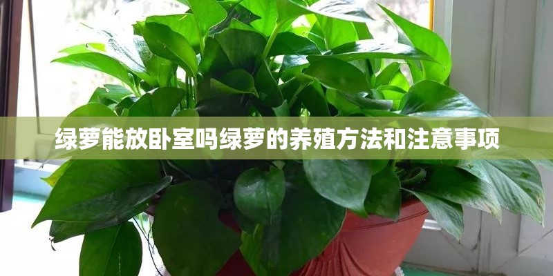 绿萝能放卧室吗绿萝的养殖方法和注意事项 绿萝能放卧室吗绿萝的养殖方法和注意事项