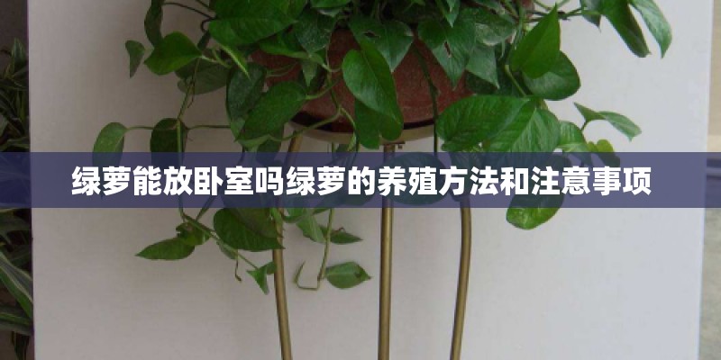 绿萝能放卧室吗绿萝的养殖方法和注意事项 绿萝能放卧室吗绿萝的养殖方法和注意事项