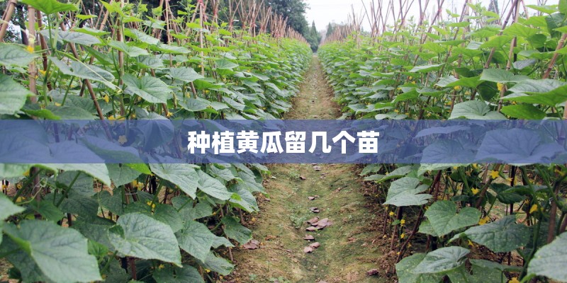 种植黄瓜留几个苗