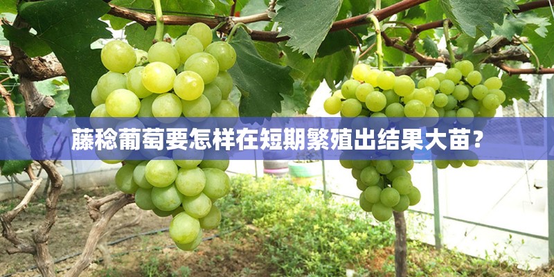藤稔葡萄要怎样在短期繁殖出结果大苗？