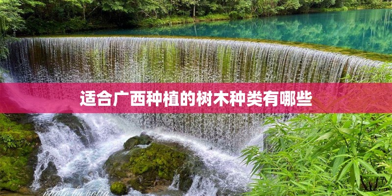 适合广西种植的树木种类有哪些 适合广西种植的树木种类有哪些