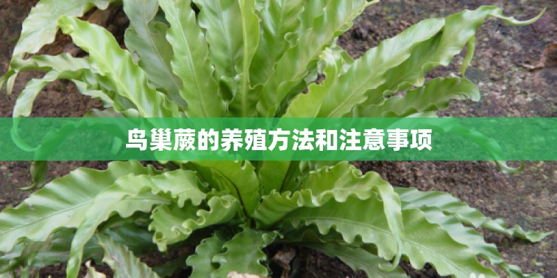 鸟巢蕨的养殖方法和注意事项
