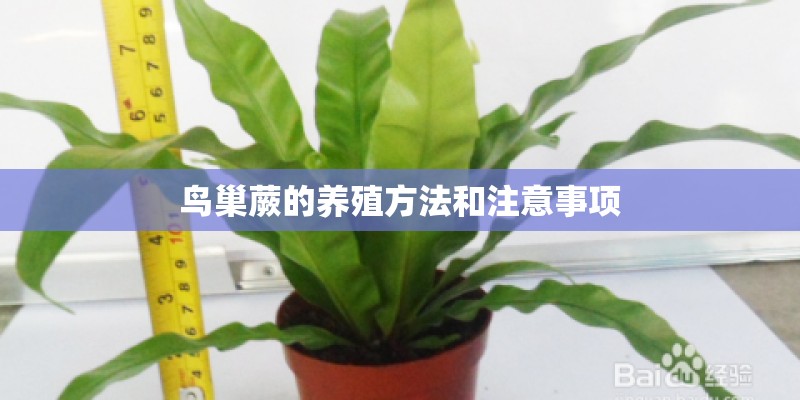 鸟巢蕨的养殖方法和注意事项 鸟巢蕨的养殖方法和注意事项
