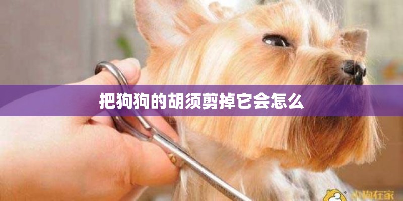 把狗狗的胡须剪掉它会怎么