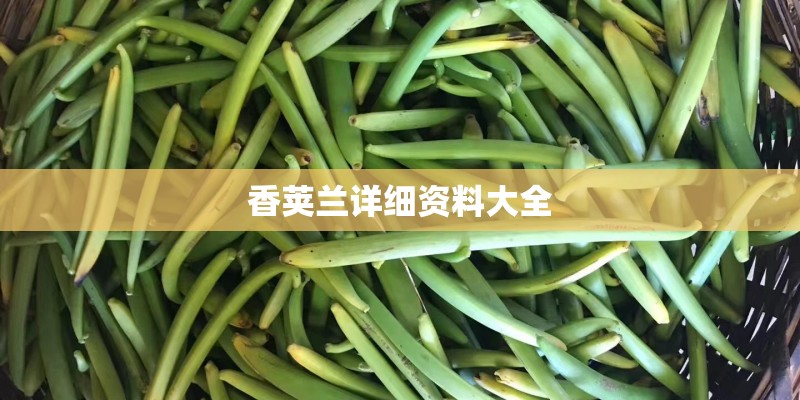 香荚兰详细资料大全 香荚兰详细资料大全