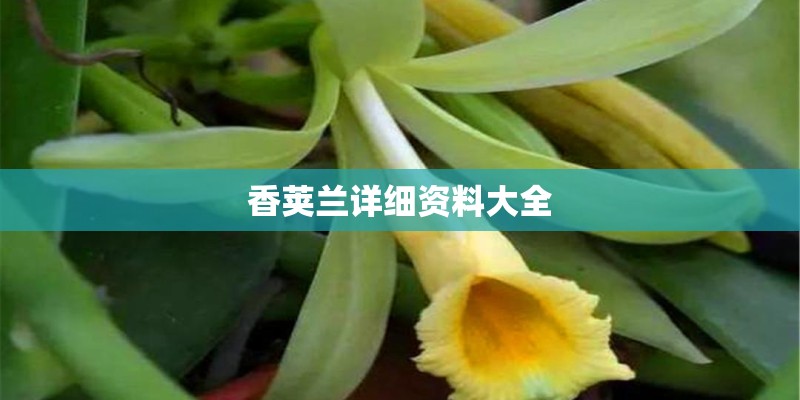 香荚兰详细资料大全 香荚兰详细资料大全