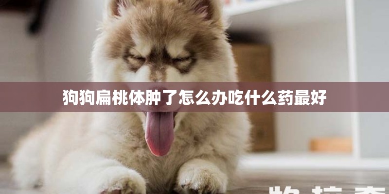 狗狗扁桃体肿了怎么办吃什么药最好