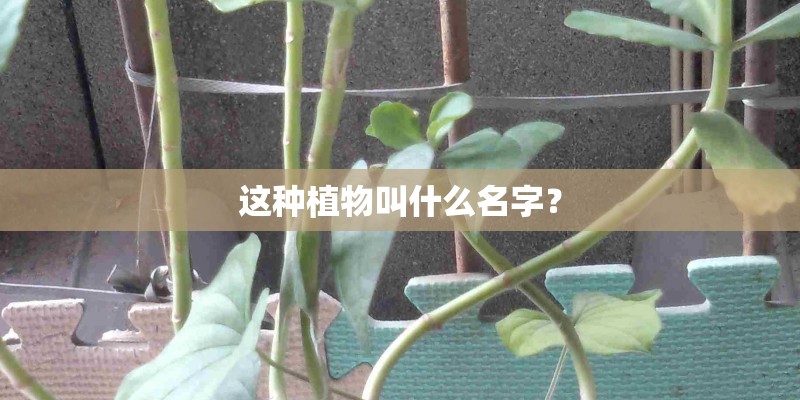 这种植物叫什么名字？