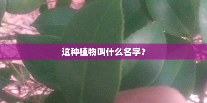 这种植物叫什么名字？
