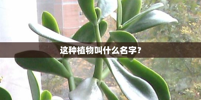 这种植物叫什么名字？