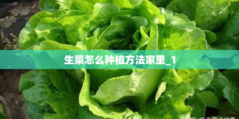 生菜怎么种植方法家里_1