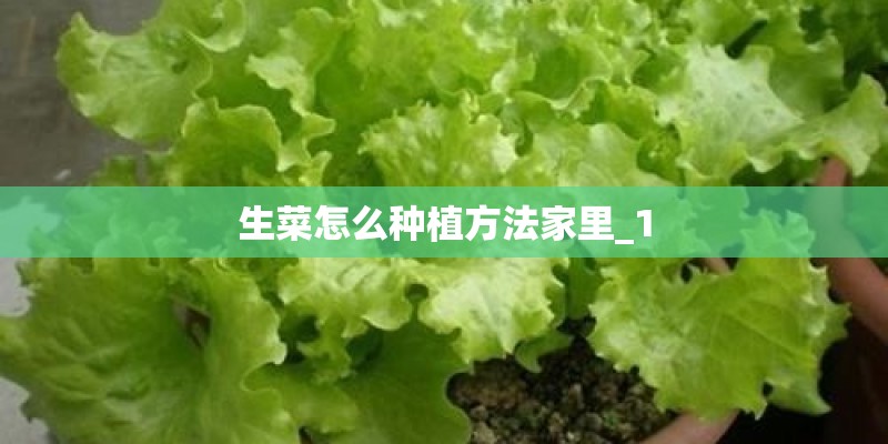 生菜怎么种植方法家里_1 生菜怎么种植方法家里_1