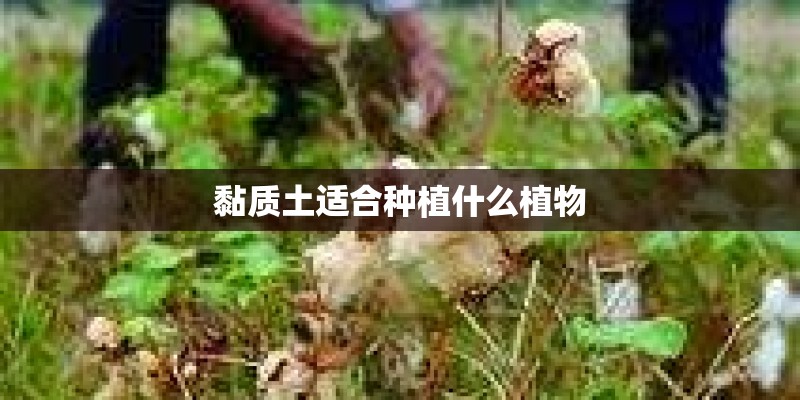 黏质土适合种植什么植物 黏质土适合种植什么植物