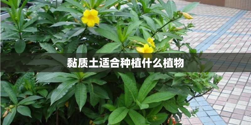黏质土适合种植什么植物 黏质土适合种植什么植物