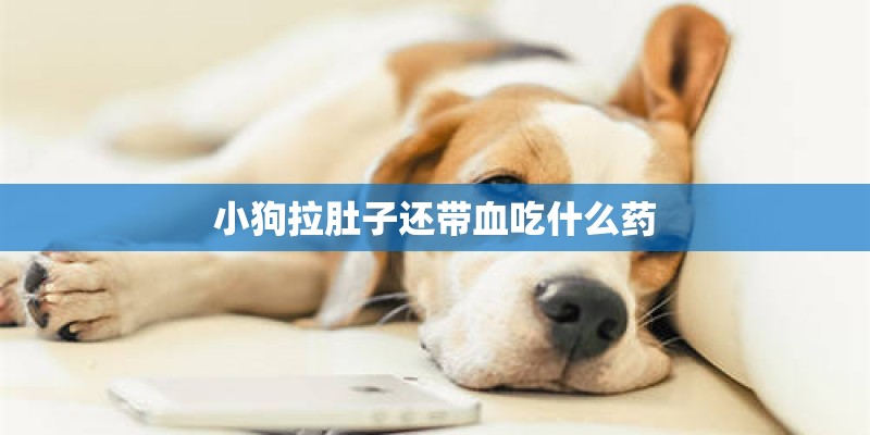 小狗拉肚子还带血吃什么药 小狗拉肚子还带血吃什么药