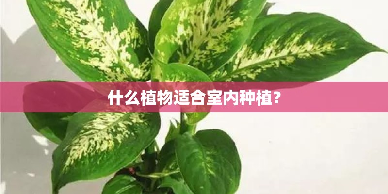 什么植物适合室内种植? 什么植物适合室内种植?
