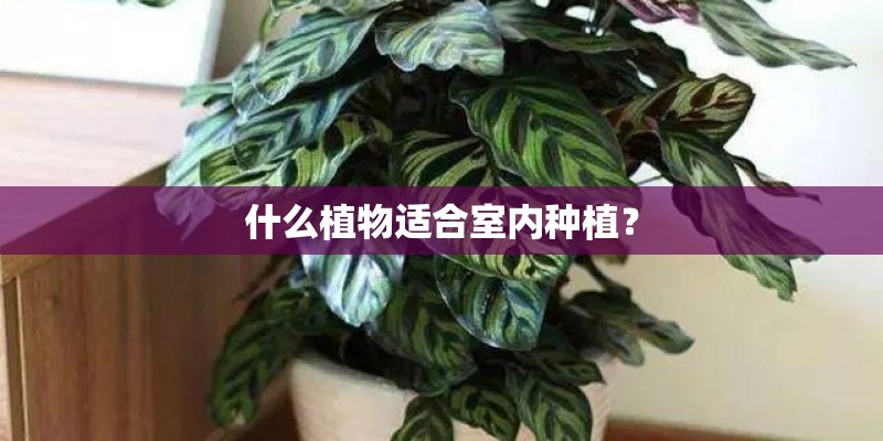 什么植物适合室内种植? 什么植物适合室内种植?