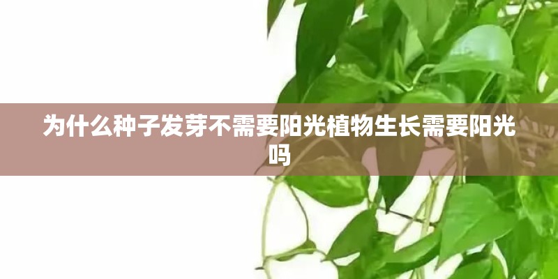 为什么种子发芽不需要阳光植物生长需要阳光吗