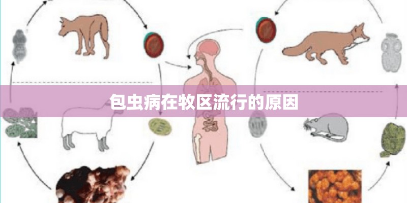 包虫病在牧区流行的原因 包虫病在牧区流行的原因