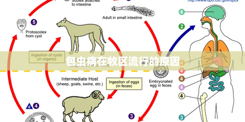 包虫病在牧区流行的原因 包虫病在牧区流行的原因
