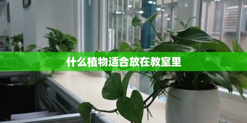 什么植物适合放在教室里 什么植物适合放在教室里