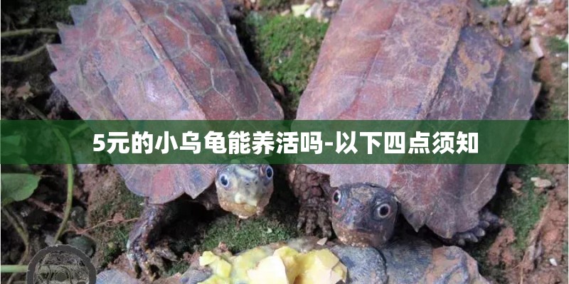 5元的小乌龟能养活吗-以下四点须知