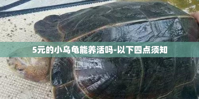 5元的小乌龟能养活吗-以下四点须知 5元的小乌龟能养活吗-以下四点须知