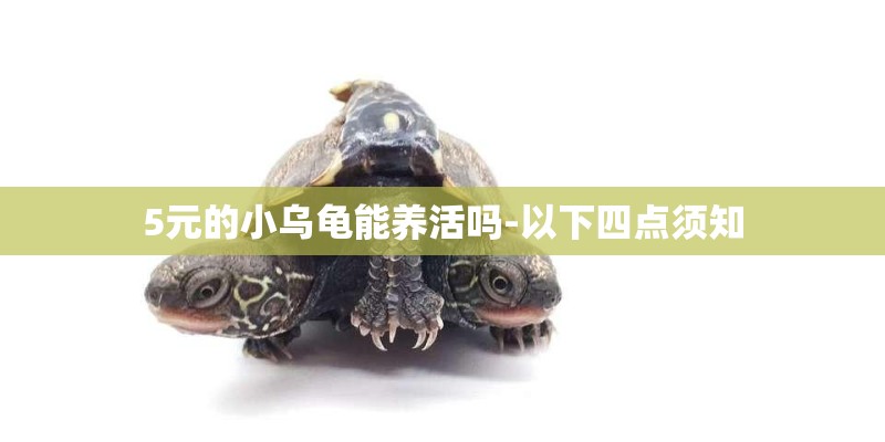5元的小乌龟能养活吗-以下四点须知 5元的小乌龟能养活吗-以下四点须知