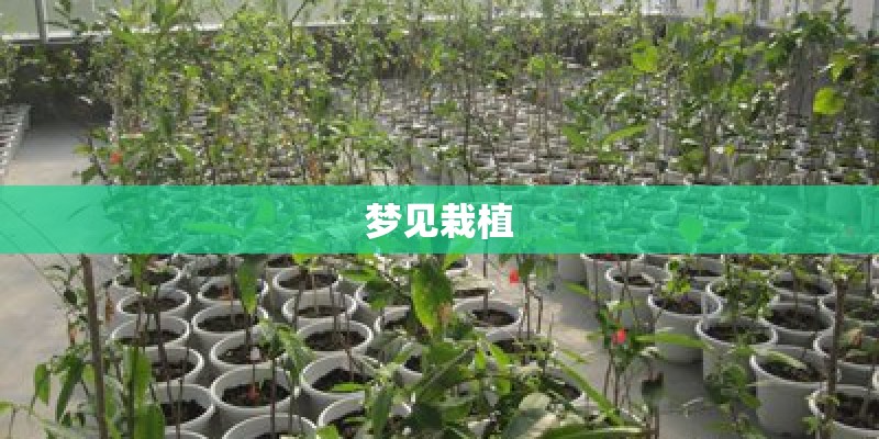 梦见栽植 梦见栽植