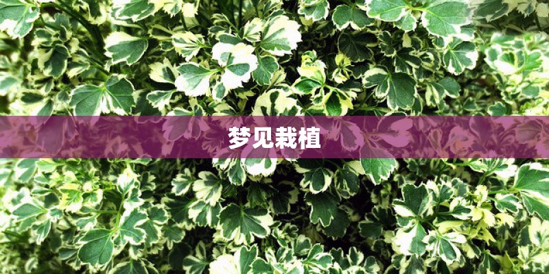 梦见栽植 梦见栽植
