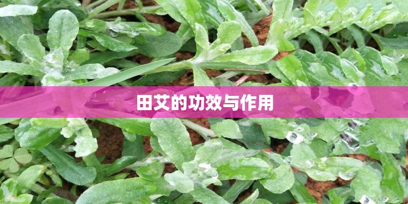 田艾的功效与作用