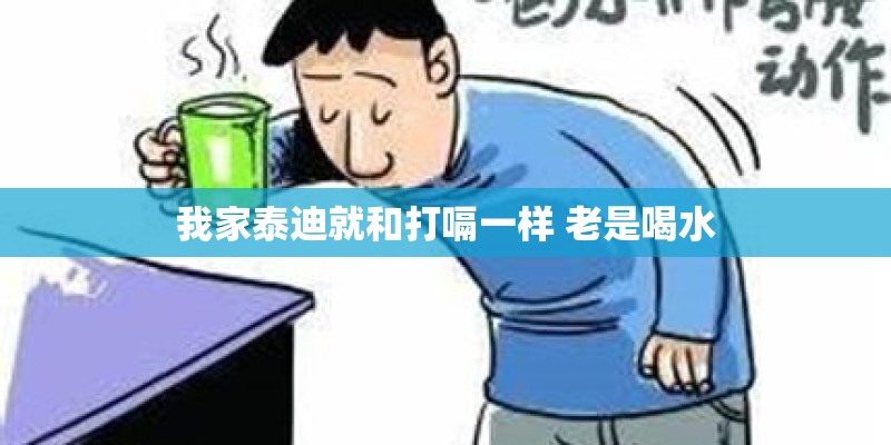 我家泰迪就和打嗝一样 老是喝水 我家泰迪就和打嗝一样 老是喝水